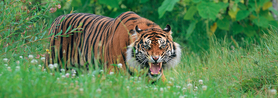 Animaux du Zoo le PAL : Animaux du parc d'attractions zoologique