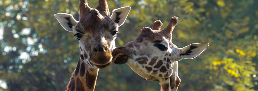 Calendrier Et Horaires D Ouverture Le Pal Parc D Attraction Animalier Le Pal Calendrier 2022