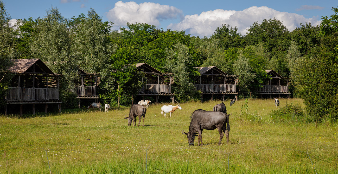 Le PAL Parc D attraction Et Parc Animalier Zoo Auvergne Rh ne Alpes le-pal-parc-d-attraction-et-parc-animalier-zoo-auvergne-rh-ne-alpes