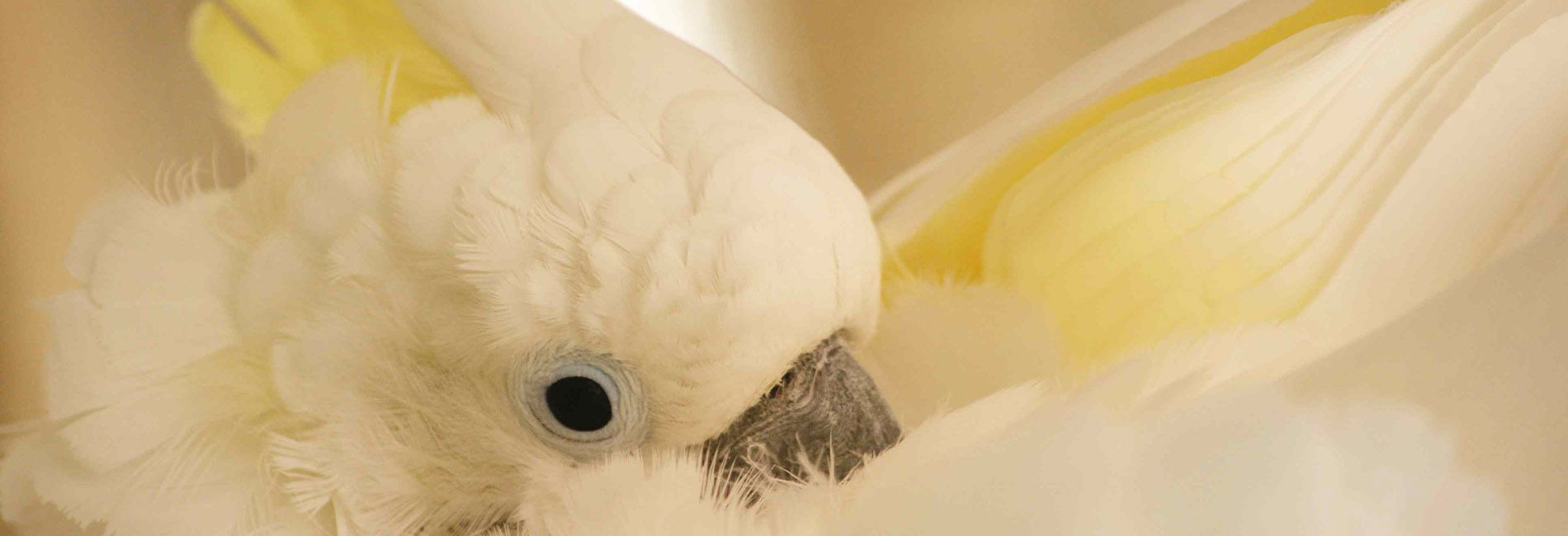 Cacatoes promo Clearance