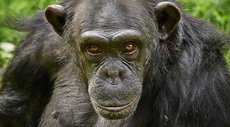 Un chimpanzé regardant la caméra au zoo Le PAL