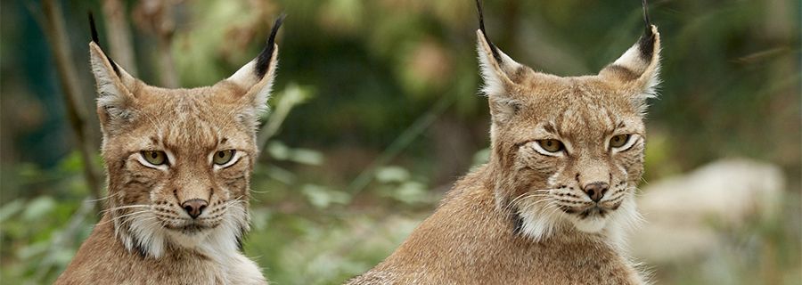 Lynx d'Europe