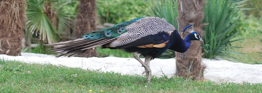Paon Bleu Parc Animalier Auvergne Rhone Alpes Le Pal Galliformes D Asie Paon Bleu Parc Animalier Auvergne Rhone Alpes Le Pal Galliformes D Asie