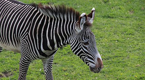 animaux du zoo