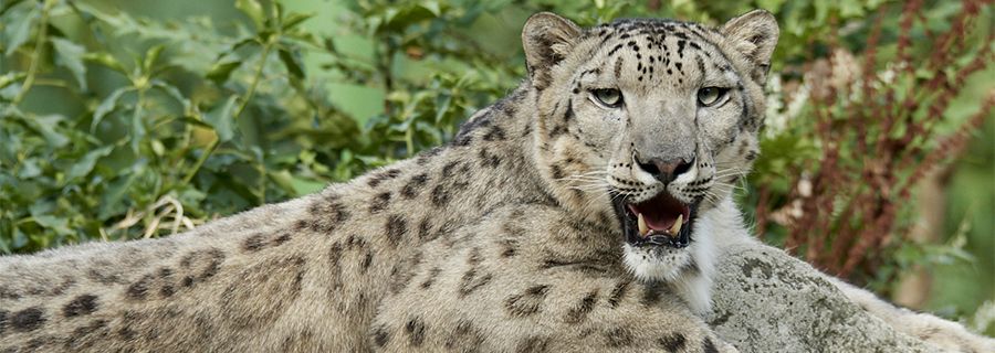 Panthere Des Neiges Parc Animalier Auvergne Rhone Alpes Le Pal Carnivores D Asie Panthere Des Neiges Parc Animalier Auvergne Rhone Alpes Le Pal Carnivores D Asie