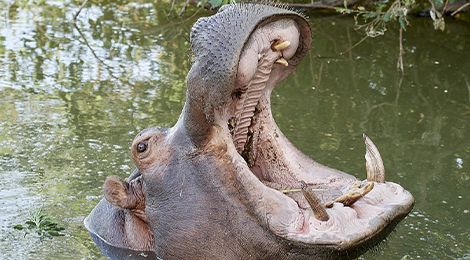 Un hippopotame montrant ses dents au zoo Le PAL