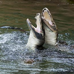 Deux alligators dans l'eau au parc animalier Le Pal