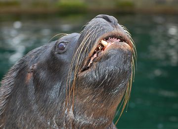 Otarie De Patagonie Parc Animalier Auvergne Rhone Alpes Le Pal Pinnipedes D Amerique