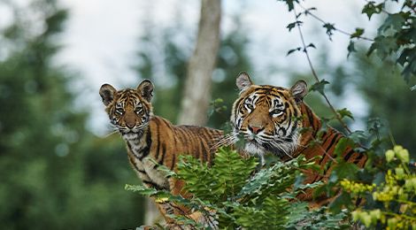 Deux tigres curieux regardant la caméra au zoo Le PAL