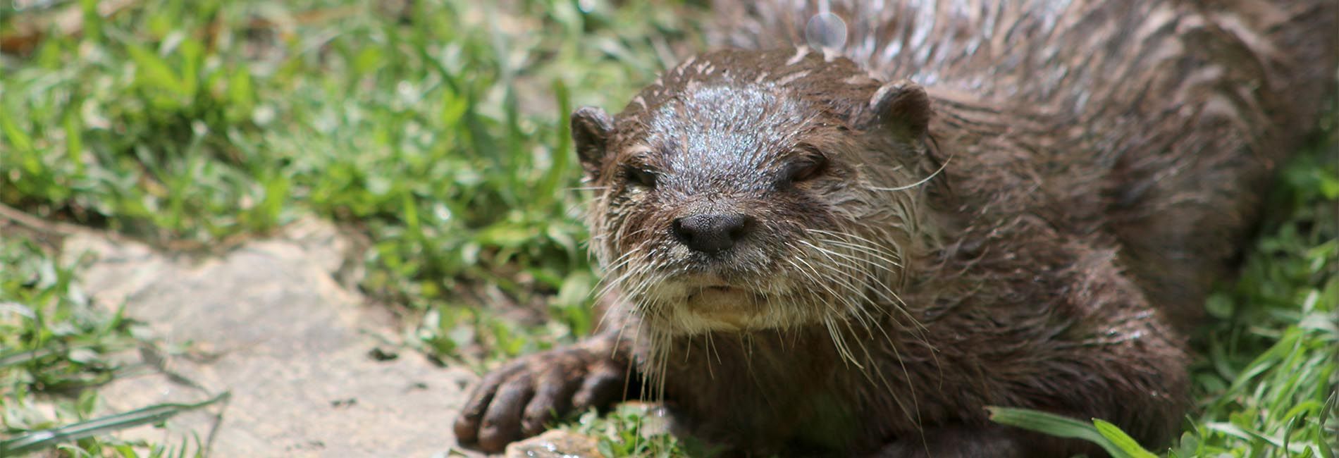 Loutre D Asie Parc Animalier Auvergne Rhone Alpes Le Pal Carnivores D Asie Loutre D Asie Parc Animalier Auvergne Rhone Alpes Le Pal Carnivores D Asie
