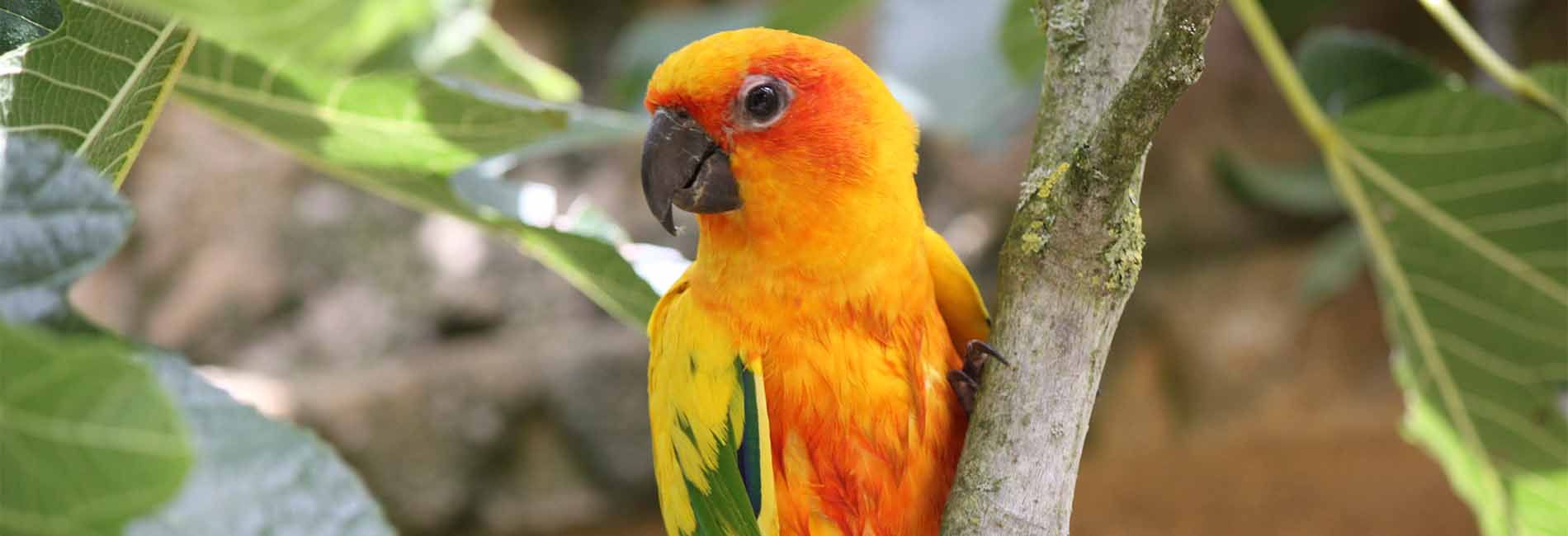 Conure soleil Parc animalier Auvergne RhôneAlpes le PAL Psittaciformes d