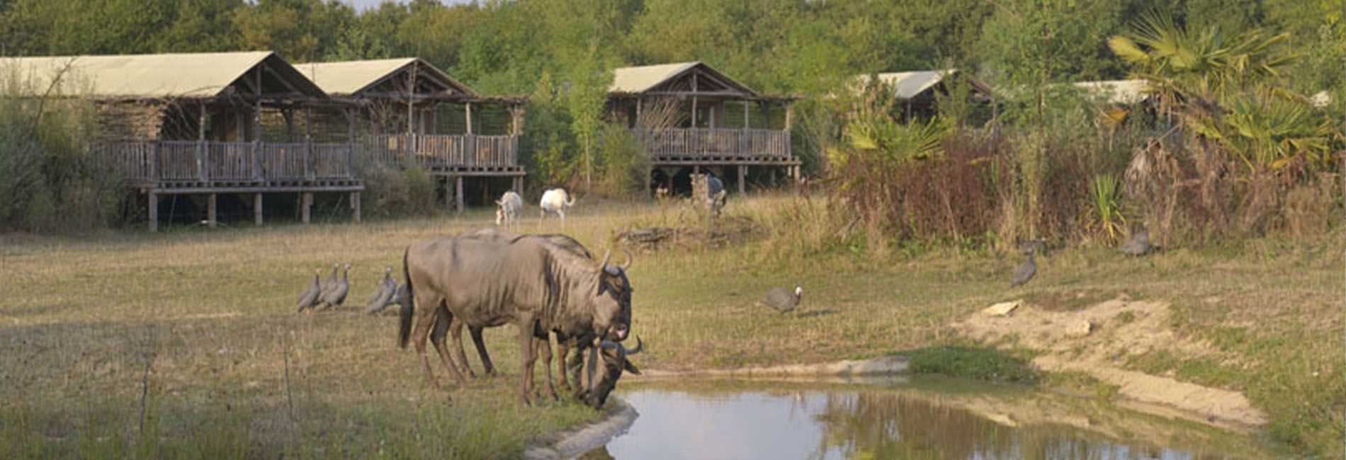 Lodges du Pal - Le PAL zoo et parc d'attractions en Auvergne Rhône Alpes