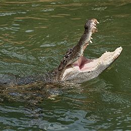 La gueule et les dents de l'alligator au zoo du PAL