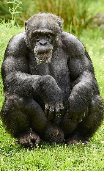 Chimpanze Parc Animalier Auvergne Rhone Alpes Le Pal Primates D Afrique Chimpanze Parc Animalier Auvergne Rhone Alpes Le Pal Primates D Afrique