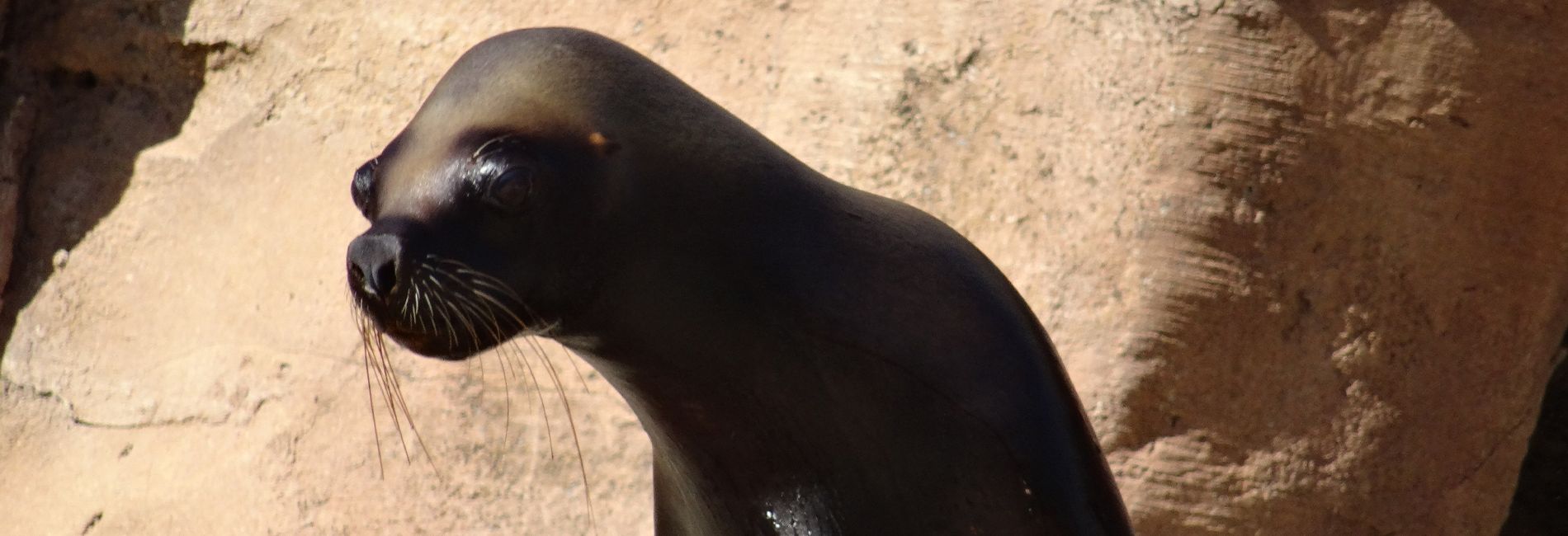 Une Otarie Pointera Bientot Le Bout De Son Nez Actualites Et Nouveautes Au Pal Parc D Attractions Et Parc Animalier