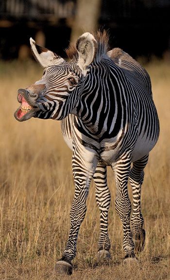 A Quoi Servent Les Rayures Du Zebre Le Pal Zoo Et Parc D Attractions