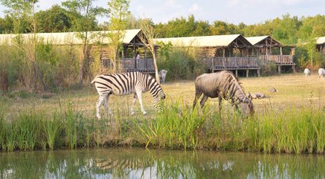 dormir au zoo safari lodge france au pal passez la nuit dans un parc animalier
