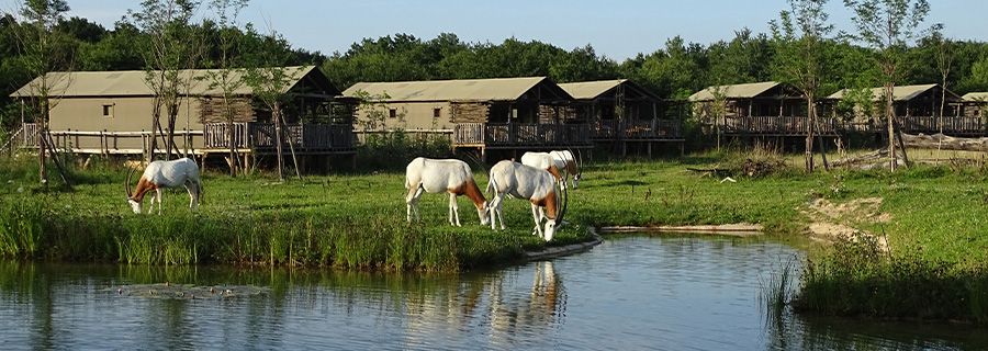 lodge savane dormir au milieu des animaux nuit au pal zoo hotel en france