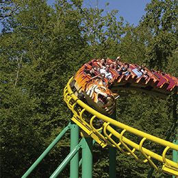 Le tigre de Sibérie au parc de loisirs Le PAL en Auvergne-Rhône-Alpes