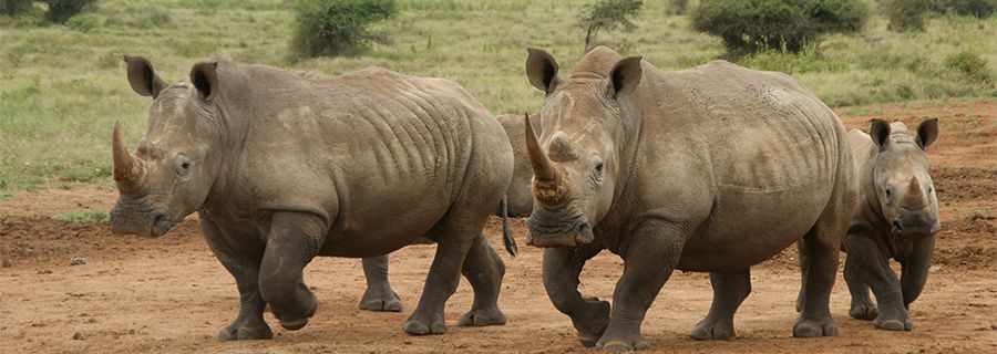 Rhinoceros Blanc Parc Animalier Auvergne Rhone Alpes Le Pal Perissodactyles D Afrique