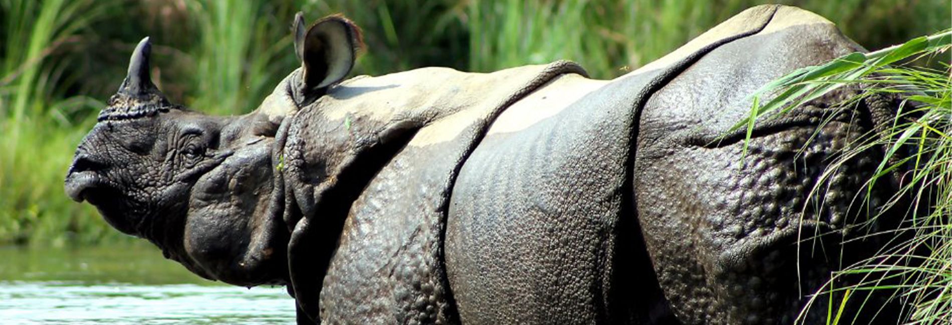 Save The Rhino Association De Protection Des Rhinoceros Faire Un Don Fondation Le Pal