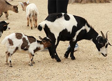 Chevre Naine Parc Animalier Auvergne Rhone Alpes Le Pal Artiodactyles D Europe Chevre Naine Parc Animalier Auvergne Rhone Alpes Le Pal Artiodactyles D Europe