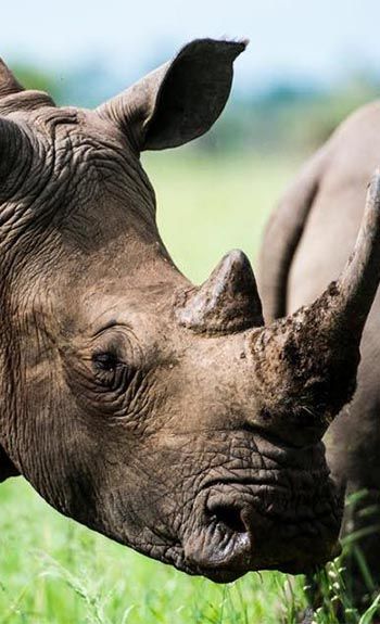 Les Cons quences Du Braconnage Le PAL Zoo Et Parc D attractions
