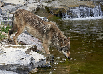 Un loup qui boit de l'eau au zoo Le PAL