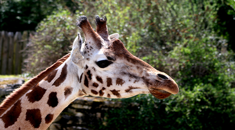 Zoo et animaux sauvages