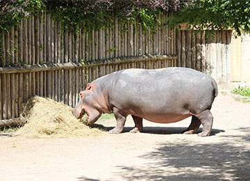 Hippopotame du PAL mangeant du foin