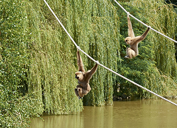 Deux gibbons suspendus à des cordes au parc animalier Le PAL