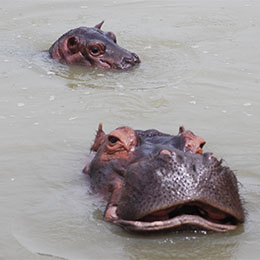 2 hippopotames profitant de l'eau du lac africain au parc animalier Le PAL