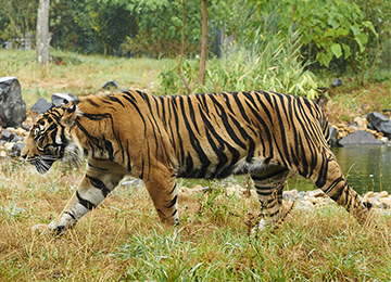 Un tigre marchant avec détermination au zoo Le PAL