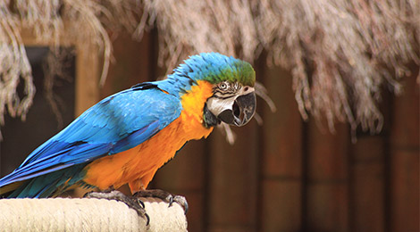 Blue and yellow macaw