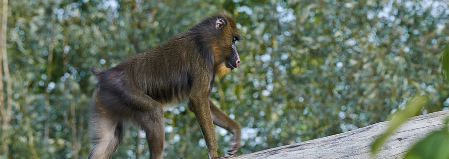 Un mandrill marchant sur une branche d'arbre au zoo Le PAL