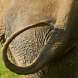 La queue d'un éléphant au zoo Le PAL