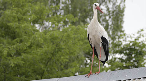 Cigogne blanche