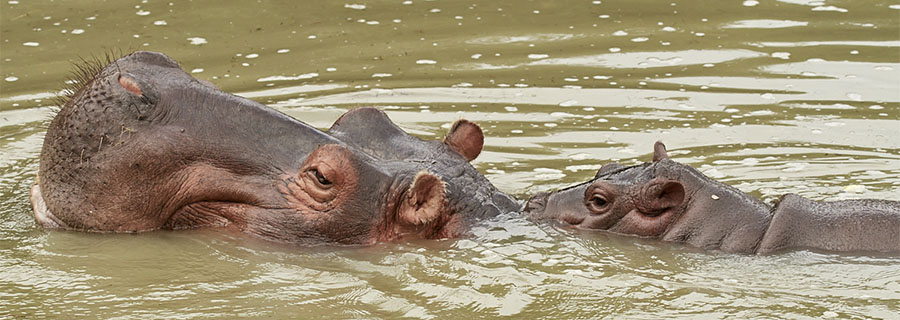 Maman hippopotame et son petit se promenant dans l'eau du lac du zoo Le PAL