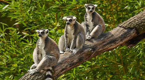 Ring-tailed lemur