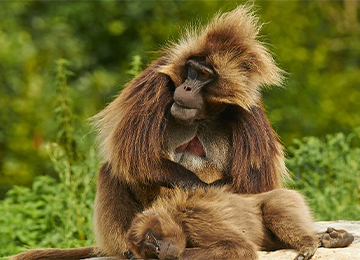 un Gélada assis sur le sol au zoo Le PAL en Auvergne