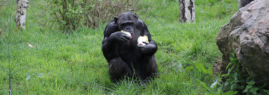 Un chimpanzé en train de manger dans l'herbe au parc animalier Le PAL