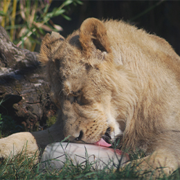 Une lionne qui mange au parc animalier Le PAL