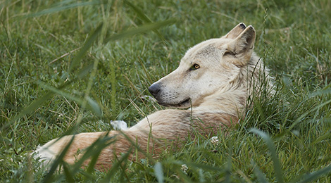 North-western wolf