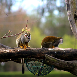 Deux Saïmiris jaunes sur un morceau de bois au parc animalier Le PAL