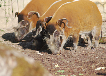 des potamochères reniflant le sol au zoo Le PAL dans l'Allier