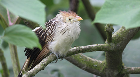 Guira cuckoo