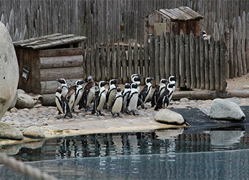 Un groupe de Manchots du Cap au borde de l'eau au zoo Le PAL