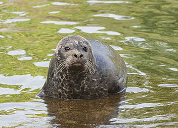 Un phoque veau marin sortant de l'eau au zoo Le PAL