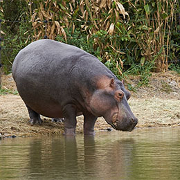 Hippopotame du parc Le PAL entrant dans l'eau pour le nourrissage quotidien