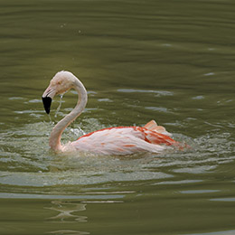 Flamant du Chili nageant dans l'eau au parc animalier Le PAL en Auvergne